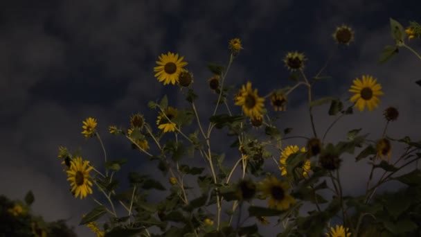 Sonnenblumen Nachtsicht Kurzer Videoclip — Stockvideo