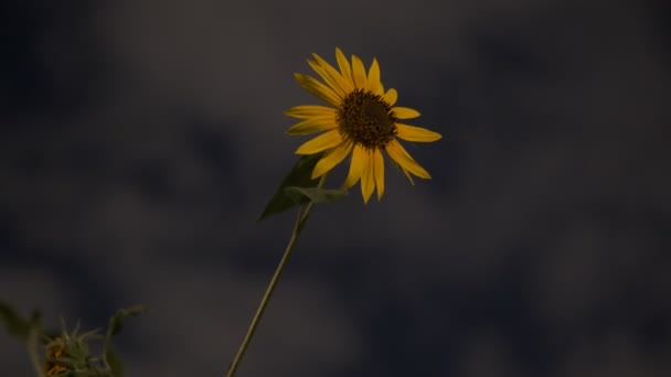 Sonnenblumen Nachtsicht Kurzer Videoclip — Stockvideo
