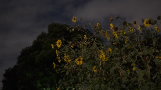 ひまわりの夜の眺め 短いビデオクリップ — ストック動画