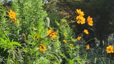 Japonya 'da gündüz vakti sülfür kozmosu
