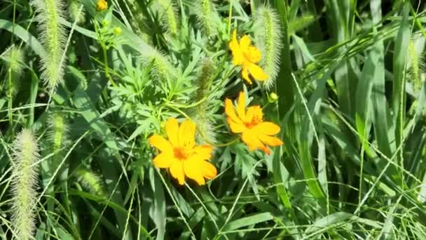 Cosmos Sulfureux Japon Journée — Video