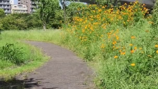 Sulfur Cosmos Japan Daytime — Stock Video