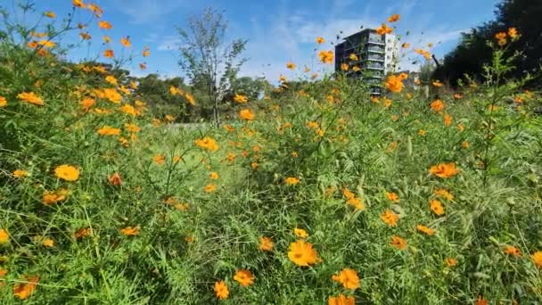 Cosmos Azufre Japón Durante Día — Vídeo de stock