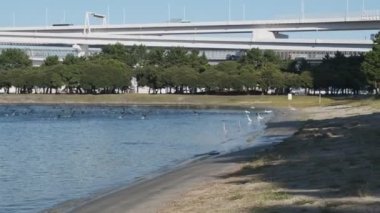 Tokyo Odaiba Sahil Parkı Sabah 2022