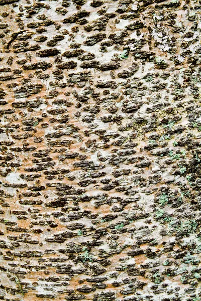 Patterns of tree bark — Stock Photo, Image