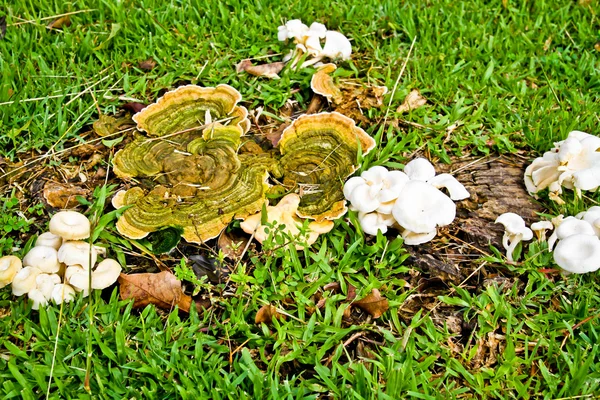 Mushroom on the ground — Stock Photo, Image