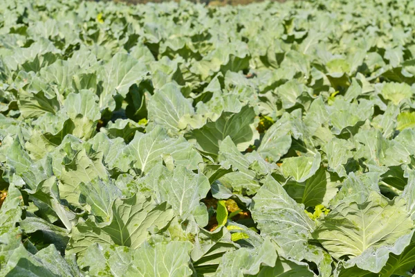 Campos de repolho — Fotografia de Stock