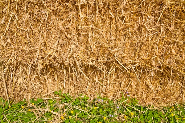 Halm tekstur - Stock-foto