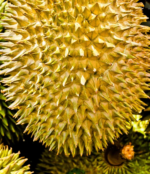 Federazione del durian tailandese . — Foto Stock