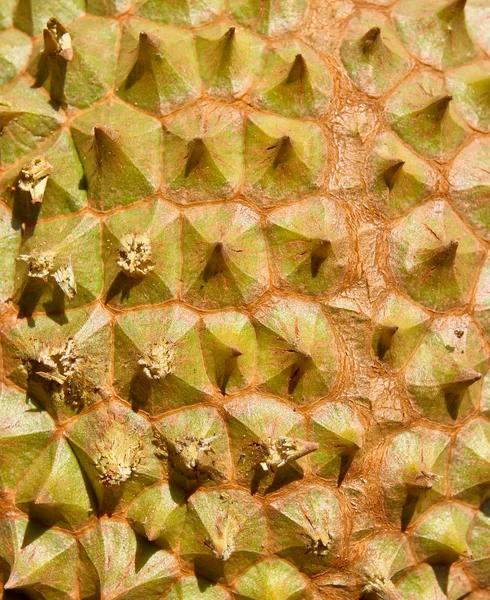 Förbundet för thailändska durian textur bakgrund — Stockfoto