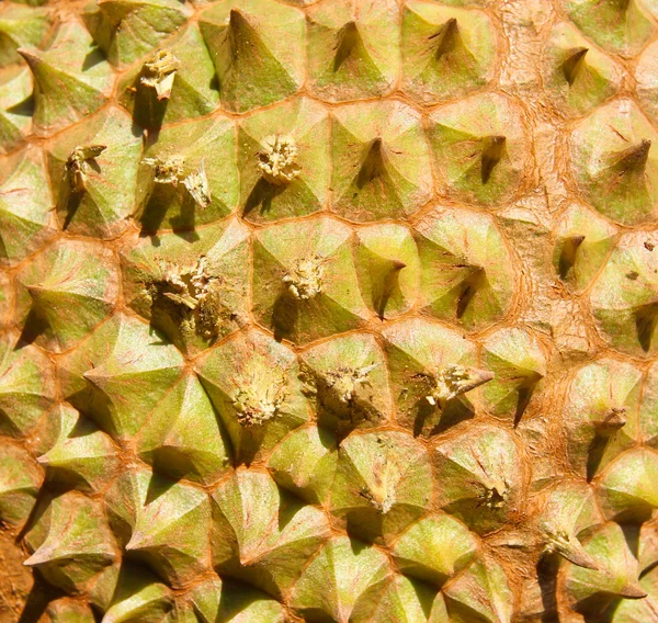 Förbundet för thailändska durian textur bakgrund — Stockfoto