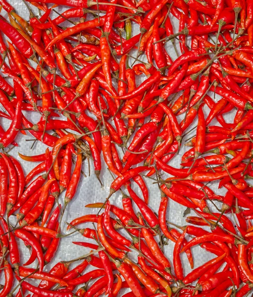 Dried chili background texture — Stock Photo, Image