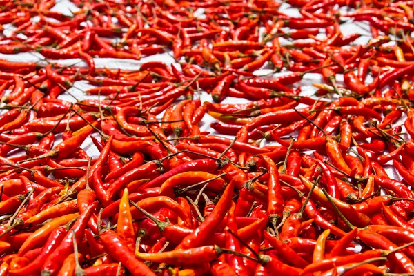 Dried chili background texture — Stock Photo, Image