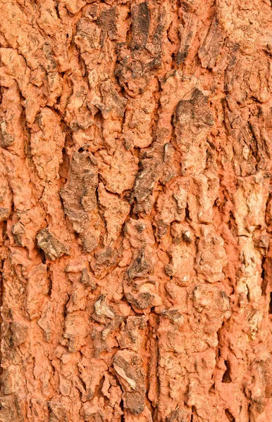 Vzory ze stromové kůry — Stock fotografie