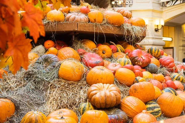 Many Colorful Orange Halloween Pumpkins Stack Hay Straw Sunny Day — Stock Photo, Image