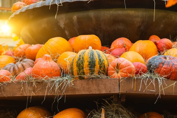 Beautiful Halloween Pumpkins Orange Pumpkins Close Colorful Pumpkins Interior Design — Stock Photo, Image