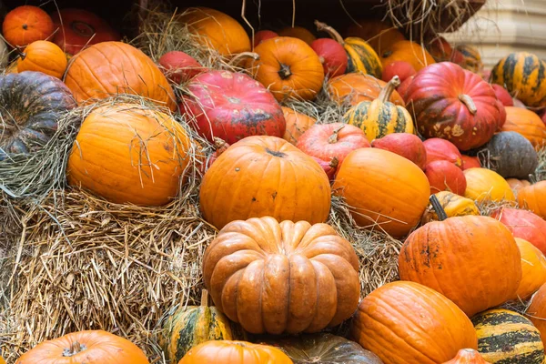 Beautiful Halloween Pumpkins Orange Pumpkins Close Colorful Pumpkins Interior Design — Stock Photo, Image