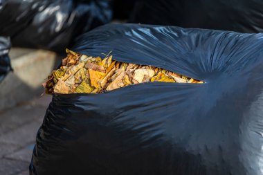 Sonbahar parkındaki siyah plastik çöp torbalarını kapat, genel temizlik. Yapraklar ve çöpler poşetlerde.