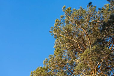 Picturesque image of a Christmas tree. Frosty day, calm winter scene. Great view of the pine tree