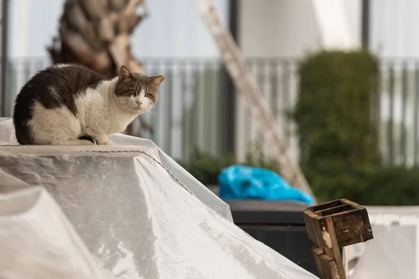 Een Driekleurige Kat Met Bruine Ogen Ziet Rustig Uit Ligt — Stockfoto