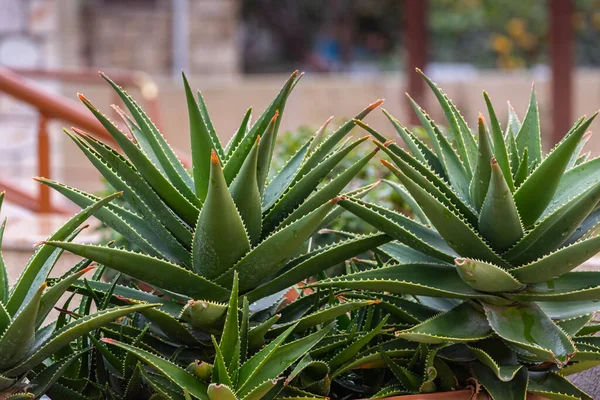 Primo Piano Cactus Verde Brillante Sotto Sole Tropicale Lucente — Foto Stock
