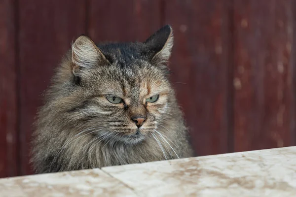 Eine Tricolor Katze Mit Grünen Augen Sieht Ruhig Aus Und — Stockfoto