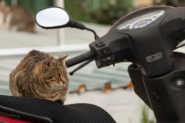 Gato Tricolor Olha Calmamente Deita Calmamente Bicicleta Dia Quente Verão — Fotografia de Stock