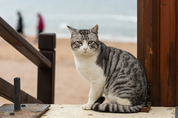 Tricolor Katt Med Bruna Ögon Ser Lugnt Och Sitter Lugnt — Stockfoto