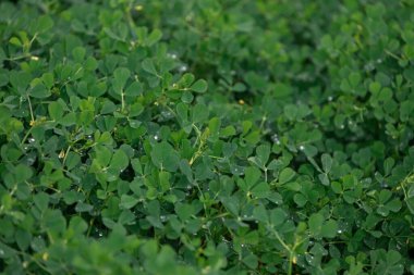 Yakın plan yeşil yonca sabah çiğ ile kaplıdır.