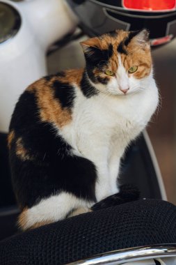 Kahverengi gözlü üç renkli bir kedi sakince bakar ve ılık bir yaz gününde sakince yatar.
