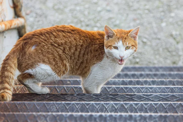 Ritratto Simpatico Gatto Miagolante Rosso Bianco Strada — Foto Stock