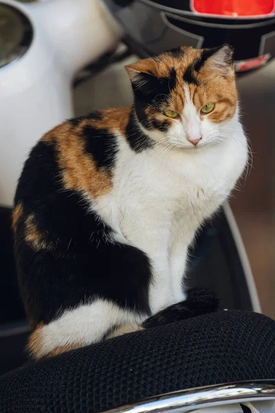 Eine Tricolor Katze Mit Braunen Augen Sieht Ruhig Aus Und — Stockfoto