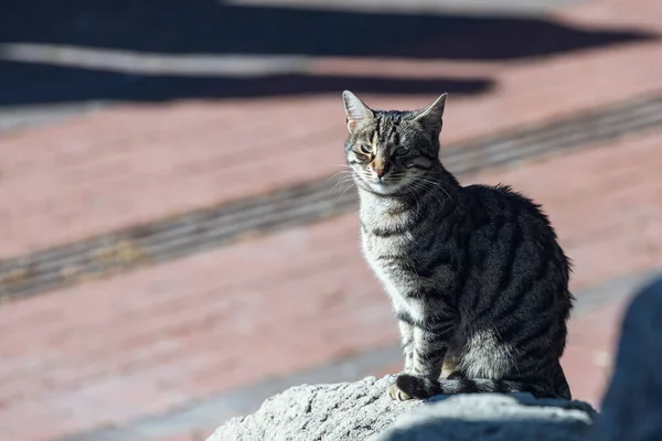 Seekor Kucing Tricolor Dengan Mata Coklat Terlihat Tenang Dan Terletak — Stok Foto