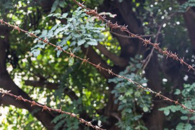 Paslı bir dikenli dikenli tele yakın plan, bitkilerin arka planına karşı koruyucu dikenli tel, yumuşak odak