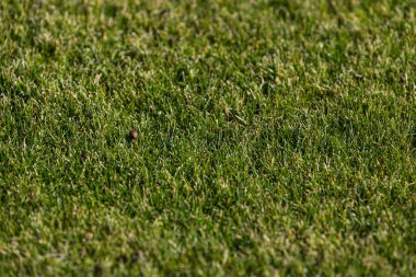 Yeşil çimen alanı arkaplanı dokusu, yumuşak odak. 