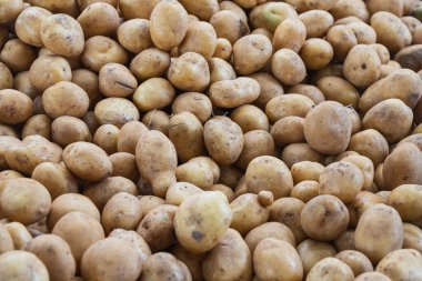 Taze organik kahverengi soyulmamış patatesler taze bir pazarda, arka planda. Patates sosu. Bir sürü organik sebze.
