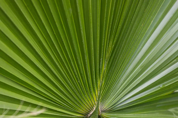 Primo Piano Una Foglia Verde Vivo Una Palma Sotto Sole — Foto Stock