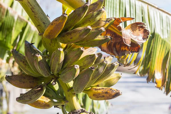 Ramo Mini Plátanos Verdes Aún Inmaduros Creciendo Árbol Contra Telón — Foto de Stock