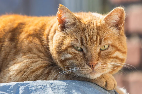 Porträtt Söt Tricolor Katt Sover Och Tittar Kameran — Stockfoto