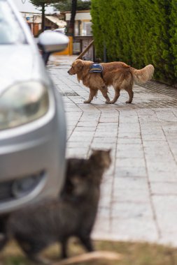 Üniformalı jandarma köpeği sokaklarda düzeni sağlıyor ve kedileri kovalıyor.