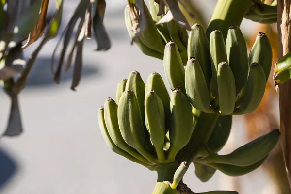 Ramo Mini Plátanos Verdes Aún Inmaduros Creciendo Árbol Contra Telón — Foto de Stock