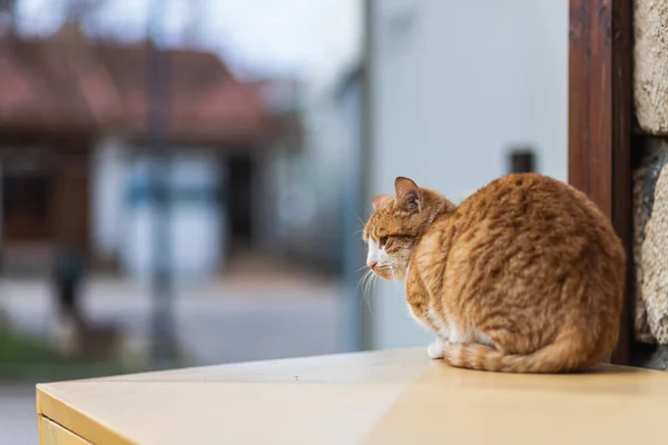 Porträt Einer Niedlichen Orangefarbenen Katze Die Auf Der Straße Schläft — Stockfoto