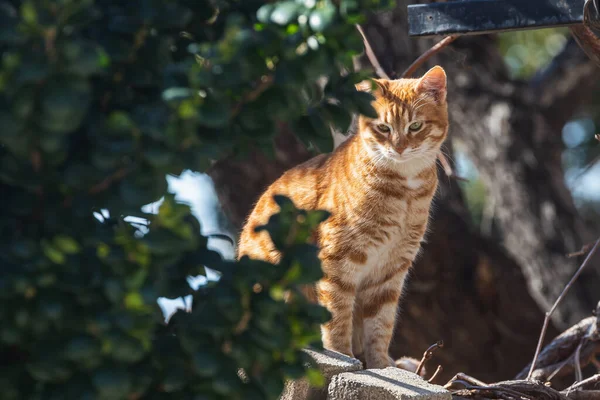 Glück Und Freude Pur Großaufnahme Glückliche Katze Sitzt Und Schaut — Stockfoto