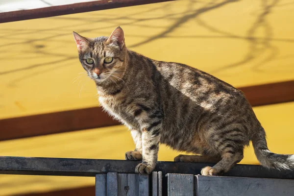 Ren Lycka Och Glädje Närbild Glad Katt Sitter Och Tittar — Stockfoto