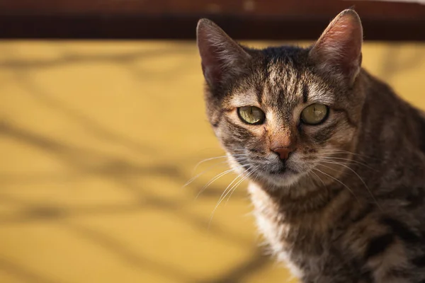 Glück Und Freude Pur Großaufnahme Glückliche Katze Sitzt Und Schaut — Stockfoto