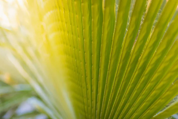 Primer Plano Una Hoja Verde Brillante Una Palmera Bajo Sol —  Fotos de Stock