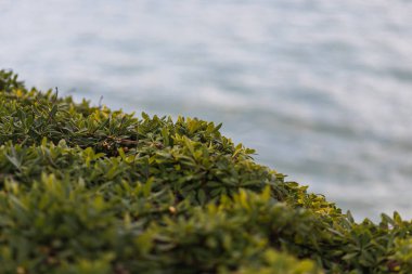 Parlak yeşil bir çalılığa yakın çekim ve çok sayıda küçük yaprak, güzelce budanmış. Çit
