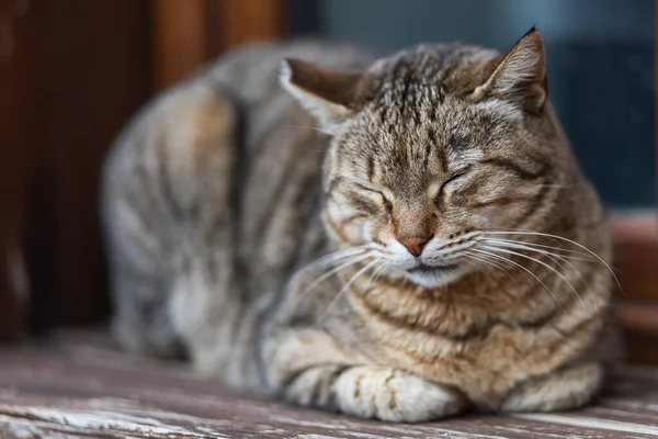 路上で寝ている可愛い三色の猫の肖像 — ストック写真