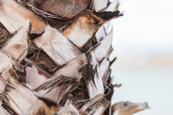 Primer Plano Del Tronco Una Palmera Adulta —  Fotos de Stock