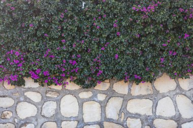 Bej taştan bir duvarın arka planında yoğun mor çiçeklerin yakın çekimi